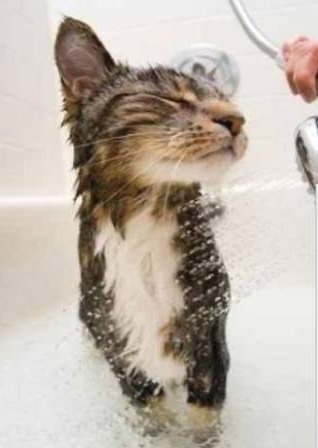 Gato tomando banho