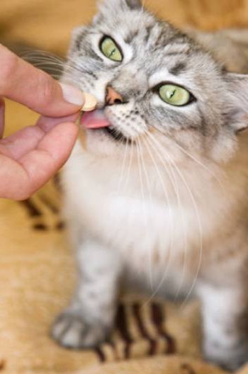 Gato recebendo petisco