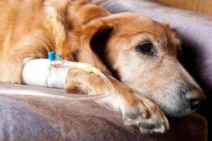 Cão em recuperação