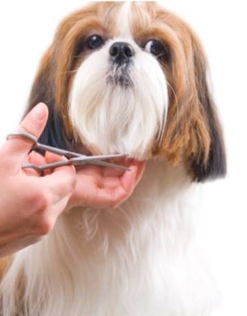 Shih-tzu sendo tosado na tesoura