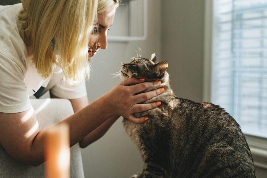 Veterinária examinando um gato